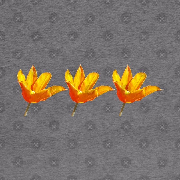 Three Orange Tulips Floral Photo by ellenhenryart